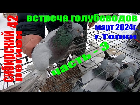 Видео: ГОЛУБИ.ВСТРЕЧА ГОЛУБЕВОДОВ март 2024г.(часть-3)
