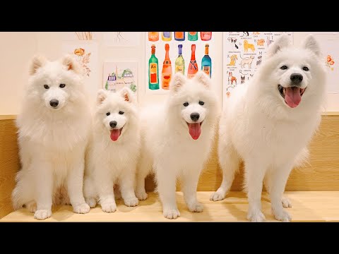 Видео: Посещение кафе для собак самоедов в Японии | Samoyed Lounge моффу Харадзюку