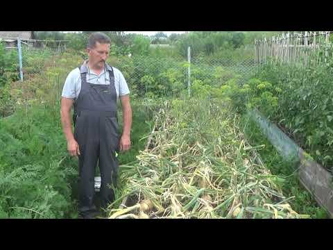 Видео: Выращивание лука Эксибишен 2023 год.