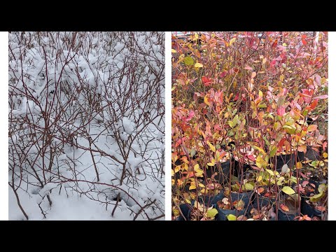 Видео: Как зимует голубика в контейнерах.