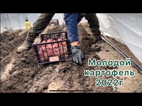 Видео: Выращивание молодой картошки.Установка теплиц. Итоги сезона 2022.