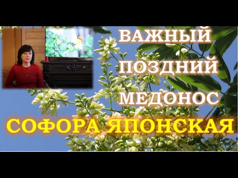 Видео: Ценный поздний медонос - софора японская. Особенности выращивания.