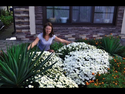 Видео: ХРИЗАНТЕМА МУЛЬТИФЛОРА. РАЗМНОЖЕНИЕ, РОСТ И УХОД.