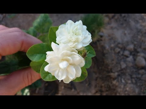 Видео: Жасмин Гранд Дюк