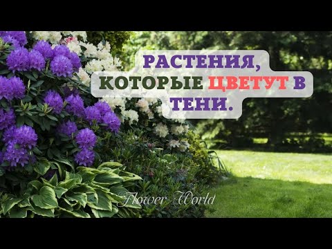 Видео: Растения, которые цветут в тени и полутени.😮🌻