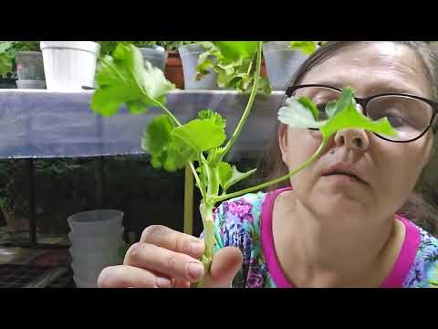 Видео: Ищу варианты !