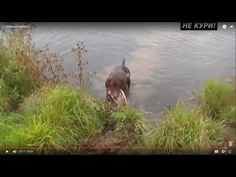 Видео: Охота на уток с легавыми. Утинная охота . 2018