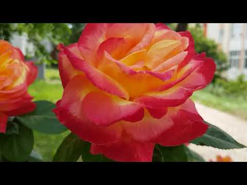 Видео: Сорт розы Восточный Экспрес-рослая и Яркая и небольшой обзор роз соседки 10 июня 2021 года