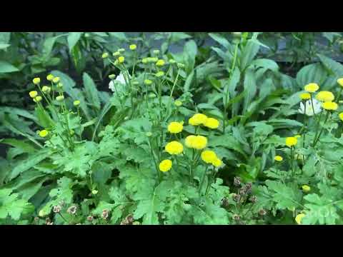 Видео: Багаторічні рослини з насіння@КВІТУЧАСАДИБА