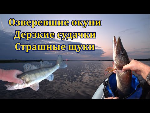 Видео: Два дня за волжским хищником  Судак, щука, окунь  Каменка, Разнежье, Бармино