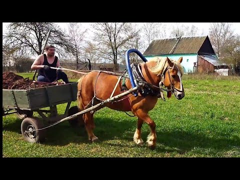 Видео: ЛОШАДИ В РАБОТЕ/НА ЗАРИНЕ РАЗВОЗИМ НАВОЗ/ЖИЗНЬ В ДЕРЕВНЕ