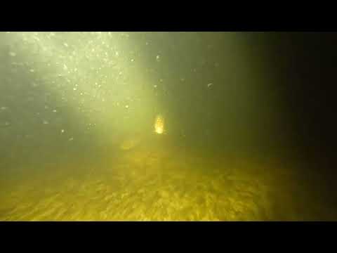 Видео: Ладожский Сиг. 