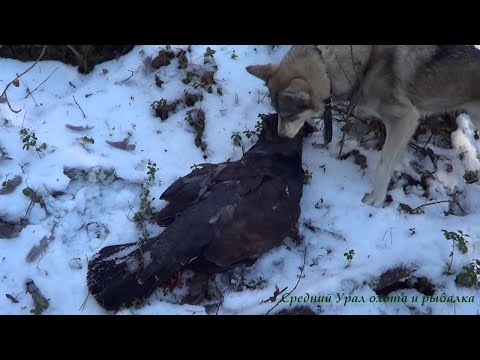 Видео: Охота на Соболя и Куницу капканами. Сезон 2020-2021г.