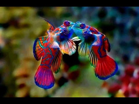 Видео: "Рифовый Аквариум"  Рыбный Аквариум.  Часть 46