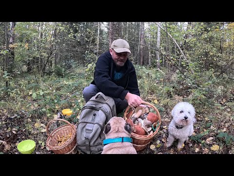 Видео: ПОХІД ВОГОНЬ! ГРИБИ Є ВСІ!..Невідомі ГРИБНІ місця Прикарпаття!
