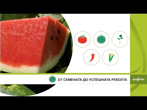 Видео: Директна сеитба на дини: От семената до успешната реколта