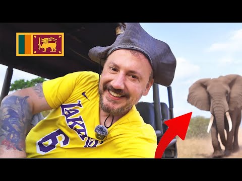 Видео: Самое дешевое и лучшее сафари, на котором я был - Леопардовое сафари в Шри-Ланке