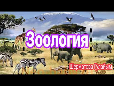 Видео: Зоология. 7-класс Сүт эмүүчүлөрдүн жалпы мүнөздөмөсү. Шерматова Гүлайым Кубанычбековна