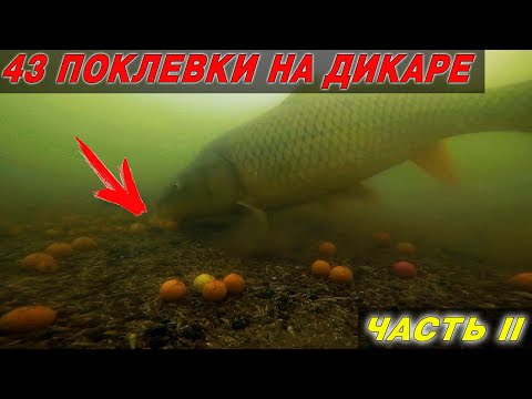 Видео: ДА СКОЛЬКО ТУТ РЫБЫ?! НЕЗАБЫВАЕМАЯ ЛОВЛЯ КАРПА. Такого клева еще никогда не было! Часть II