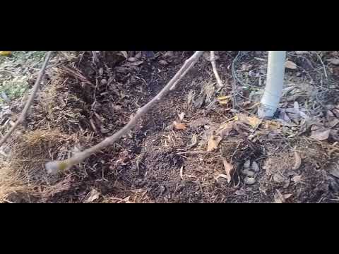 Видео: Ноябрь. Готовлю приствольные круги к зиме 3 ноября 2025 г.
