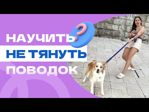 Видео: КАК НАУЧИТЬ СОБАКУ НЕ ТЯНУТЬ ПОВОДОК?