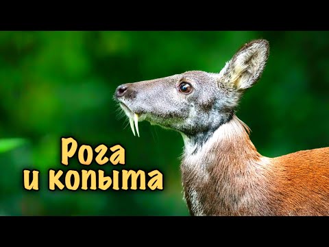 Видео: Кто такие китопарнокопытные, как выглядели гигантские вымершие олени, где живут загадочные кабарги