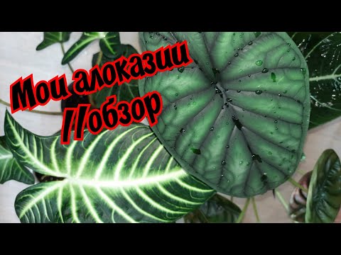 Видео: Мои алоказии // обзор