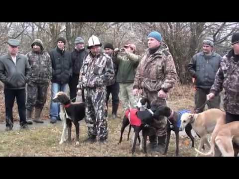 Видео: Волгоградские межрайонные личные состязания борзых собак по зайцу-русаку. 8-9 ноября 2014г.
