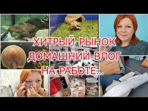 Видео: ЭКЗОТИКА / ОБЗОР ПОКУПОК / ДОМАШНИЙ ВЛОГ / РАБОЧИЕ БУДНИ...