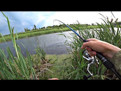 Видео: ДА сколько здесь КРУПНЯКА в этом БОЛОТЕ?!! Рыбалка на спиннинг летом.