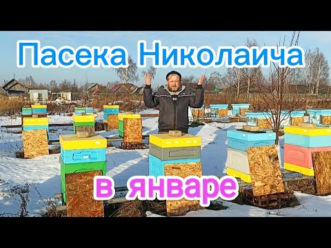 Видео: Зимовка пчёл на улице в январе, в ульях ППС. ПЧЕЛОВОДСТВО!
