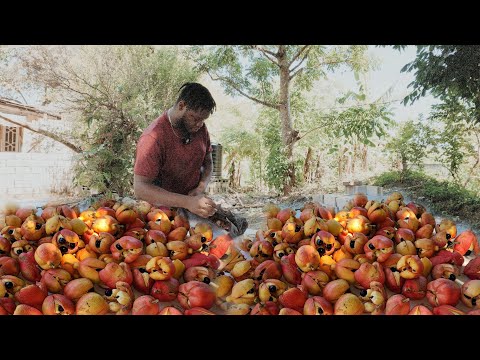 Видео: Подписчики запросили много свежесобранных с деревьев ямайских аки... #тренд
