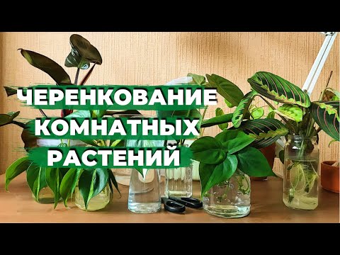 Видео: 50 черенков в Одном Видео » Черенкую Комнатные Растения