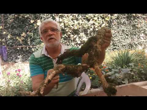 Видео: Обработка коряг в онлайн режиме.