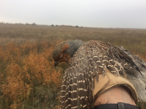 Видео: #14 №1 Осенняя Ходовая Охота. Охота на Куропатку Курцхаар Охота на Утку Осенью с Подхода Скрадом