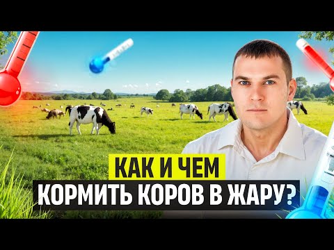 Видео: Правильные настройки рациона для облегчения теплового стресса у коров!