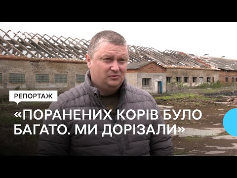 Видео: Ферма у Кутузівці потребує 200 млн гривень на відновлення