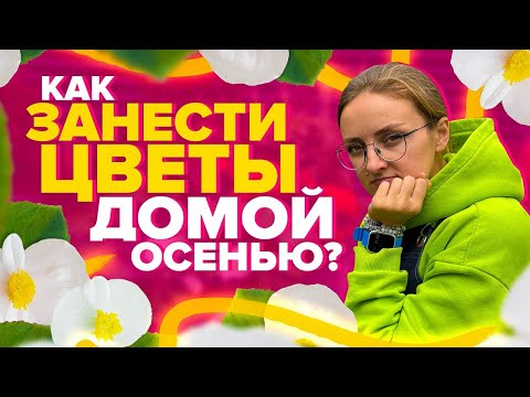 Видео: НЕ НАВРЕДИТЕ ЦВЕТАМИ С УЛИЦЫ КОМНАТНЫМ РАСТЕНИЯМ! Как занести цветы домой осенью