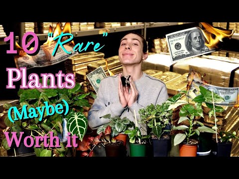 Видео: 10 «редких» растений, которые потенциально достойны внимания | Вы согласны?