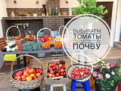Видео: Выбираем томаты, обеззараживаем почву, повышаем плодородие. Дачные сезоны с Мариной Рыкалиной