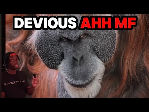 Видео: Нет, орангутаны, пора идти, братан! (Случайная географическая реакция)