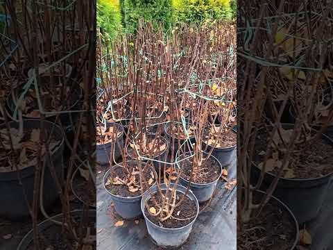 Видео: Если вы уже В КОКОНЕ, то это видео НЕ ДЛЯ ВАС😂 😉Для приобретения саженцев вотсап 8-916-412-98-73