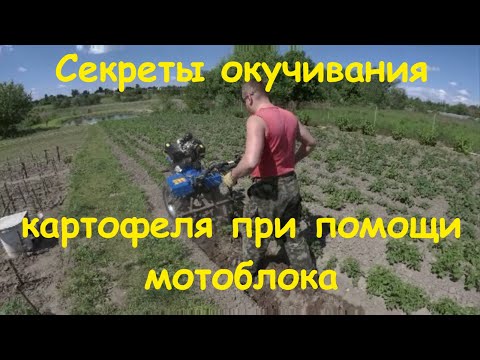 Видео: Окучивание картофеля мотоблоком - Секреты окучивания дисковыми окучниками - Дисковые окучники.