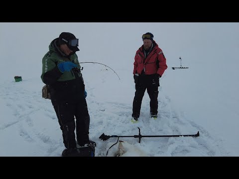 Видео: Лещ и его клыкастые пастухи. Ловля судака из-под стаи бели на Горьковском водохранилище в марте.