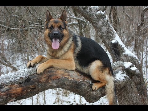 Видео: Выбрал друга -дрессируй !