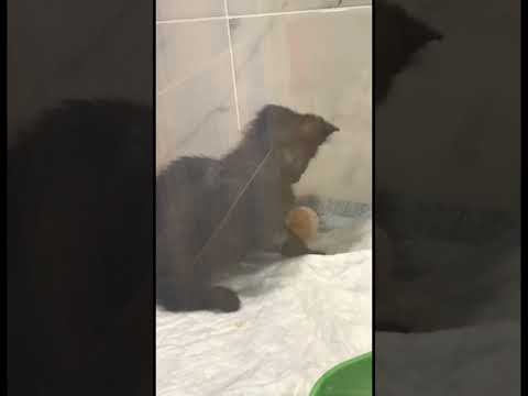 Видео: Когда кошачий ребенок идет на поправку💚