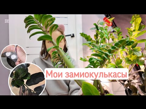 Видео: Замиокулькасы: рейвен, зензи и замифолия. Фитиль и коктейль для роста