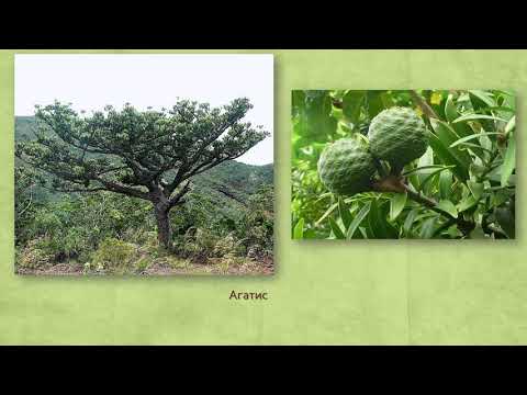 Видео: Голосеменные ч 2