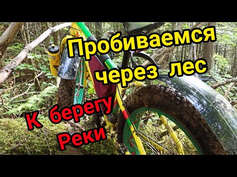 Видео: Пробиваемся через лес к берегу реки. На Фэтбайке