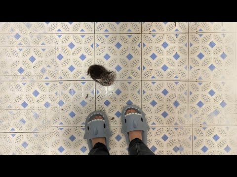 Видео: Самые смешные видео с кошками 2025 года 😹 Постарайтесь не смеяться 😂 Часть 8